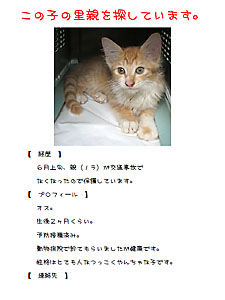 cat_poster_300.jpg