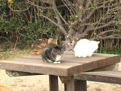 城ケ島の猫