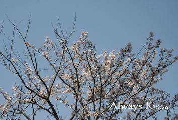 日本の桜。