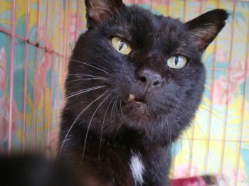 2008年6月20日保護黒猫クロニ－ 2009年７月３０日亡くなる　コロナウイルス