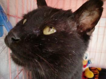 2008年6月20日保護黒猫クロニ－ 2009年７月３０日亡くなる　コロナウイルス