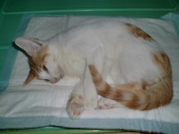 2009年7月23日つつじの子猫　４月２０日産まれの子猫亡くなる。午後2時20分ぐらい、茶トラシロ