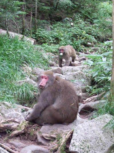 blog_091010_Two monkeys