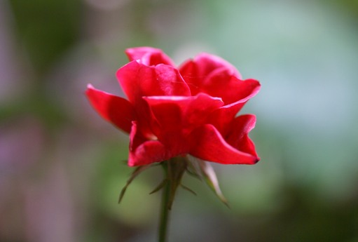 赤いミニ薔薇