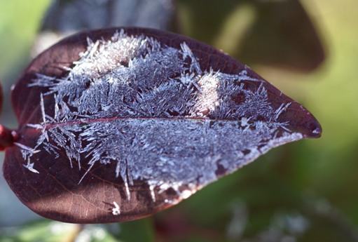 霜の葉