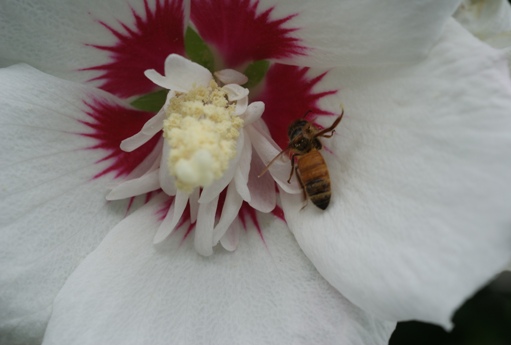 ムクゲと蜂
