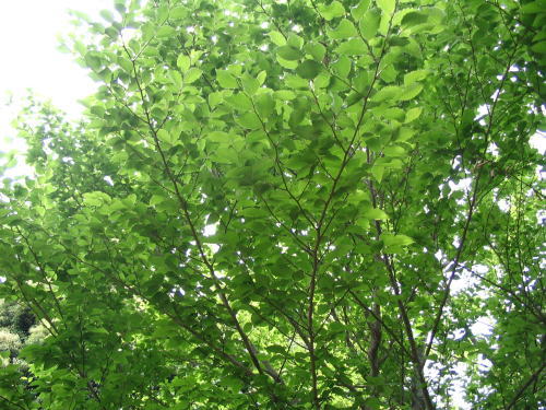伊豆高原　ギャラリーぶなの木　ぶなの木の新緑