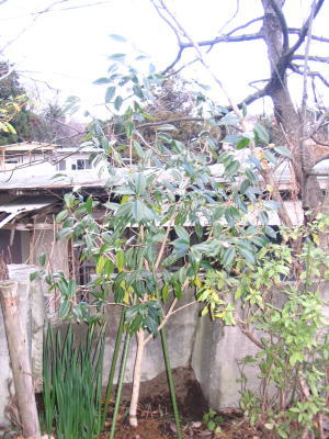伊豆高原　ギャラリー　ギャラリーぶなの木　わびすけ