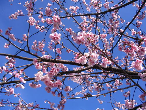 伊豆高原　ギャラリー　ショップ　ギャラリーぶなの木　大寒桜