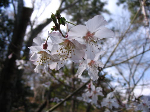 伊豆高原　ギャラリー　ショップ　ギャラリーぶなの木　富士桜