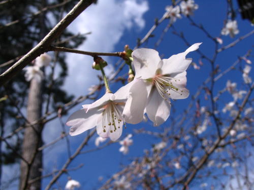 伊豆高原　ギャラリー　ショップ　ギャラリーぶなの木　富士桜