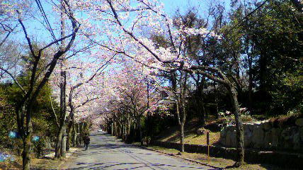 伊豆高原　ギャラリー　ショップ　ギャラリーぶなの木　伊豆高原の桜