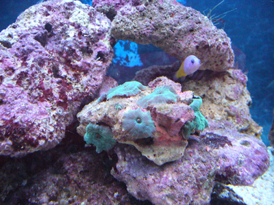 サンゴ水槽2