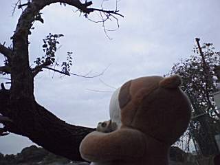 ８月にメロンちゃんが落ちた梅の木です。