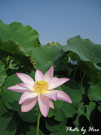 Lotus-Flower.jpg