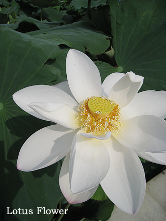 Lotus-Flower2.jpg