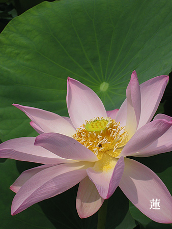 Lotus-Flower3.jpg