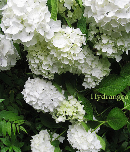 hydrangea2.jpg