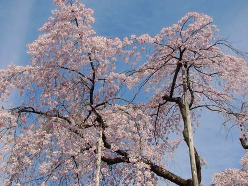 後楽園の枝垂桜６