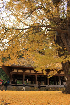 2009新宮熊野神社4