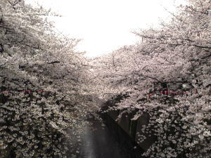 目黒川の桜2011