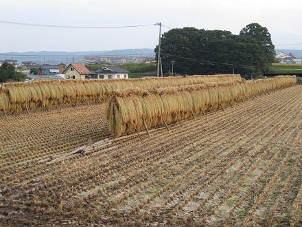稲刈り200909