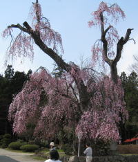 白兎の桜