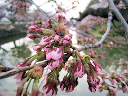 上杉神社桜