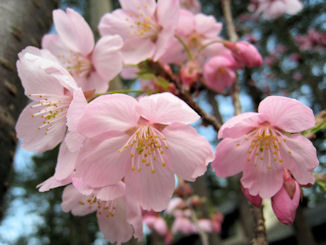 上杉神社　桜