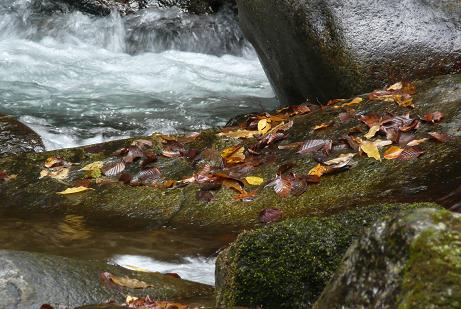 渓流の岩にも落ち葉が・・・