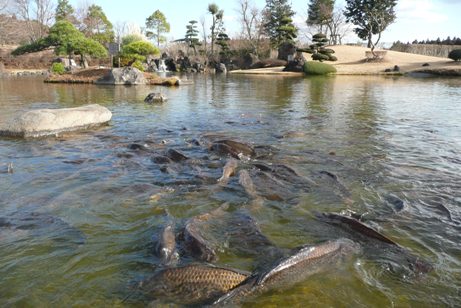浄土式庭園の鯉