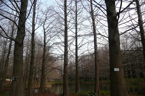 植物館前のラクウショウの木々と池
