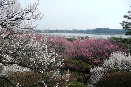 千波湖の眺望