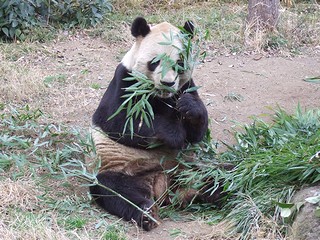 笹を食むジャイアントパンダの写真その２