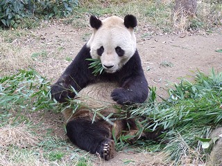 笹を食むジャイアントパンダの写真その３