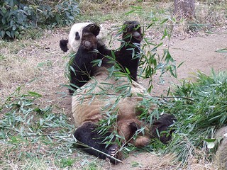 笹を食むジャイアントパンダの写真その７