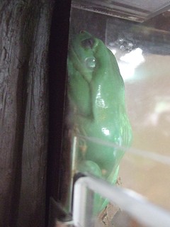 大きな緑色のカエル