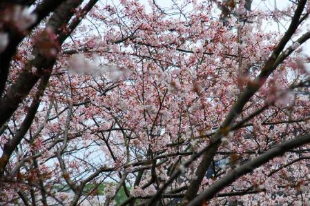 走水の桜