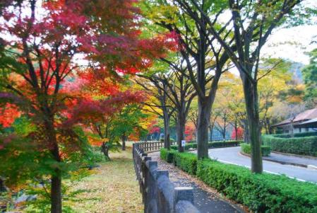 公園墓地の紅葉