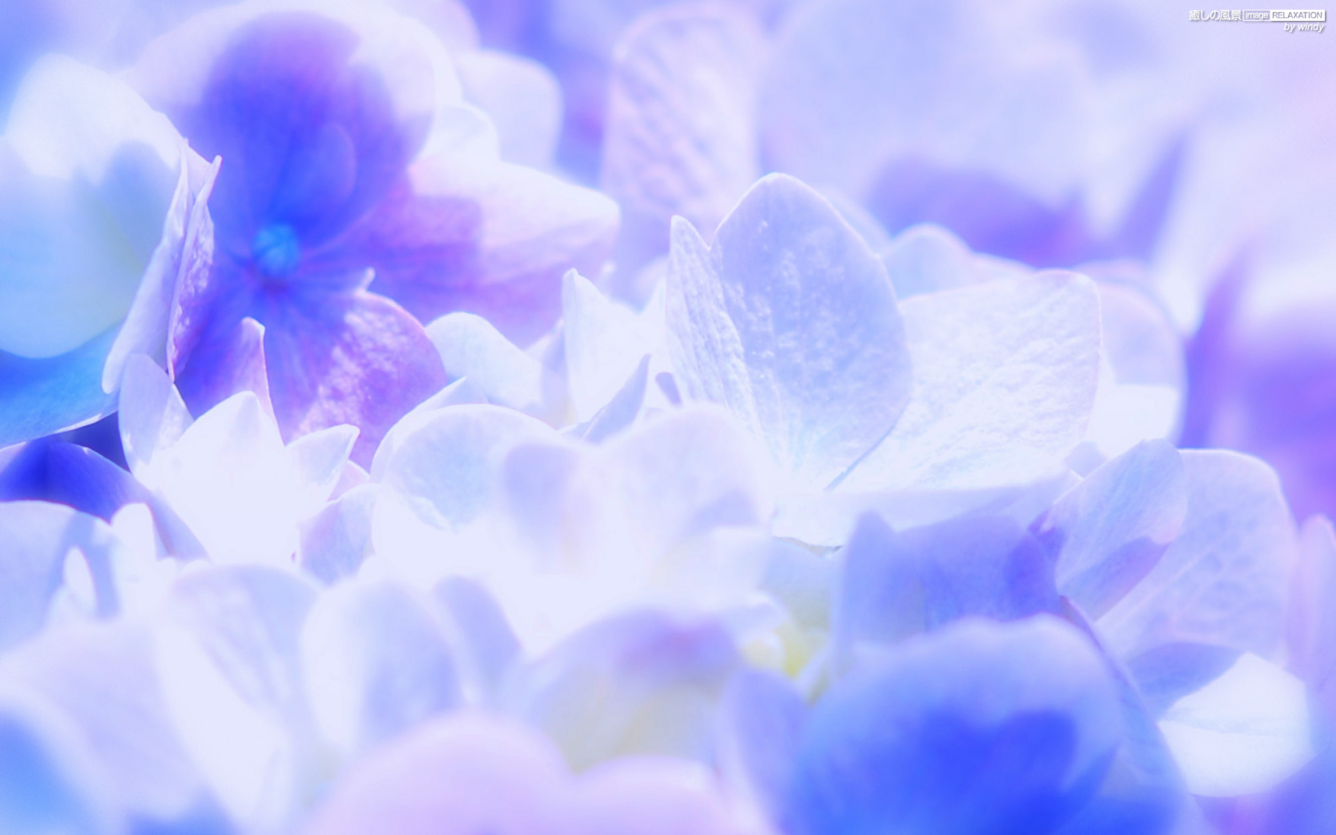 紫陽花の輝き 2 癒しの風景 Image Relaxation 癒し壁紙
