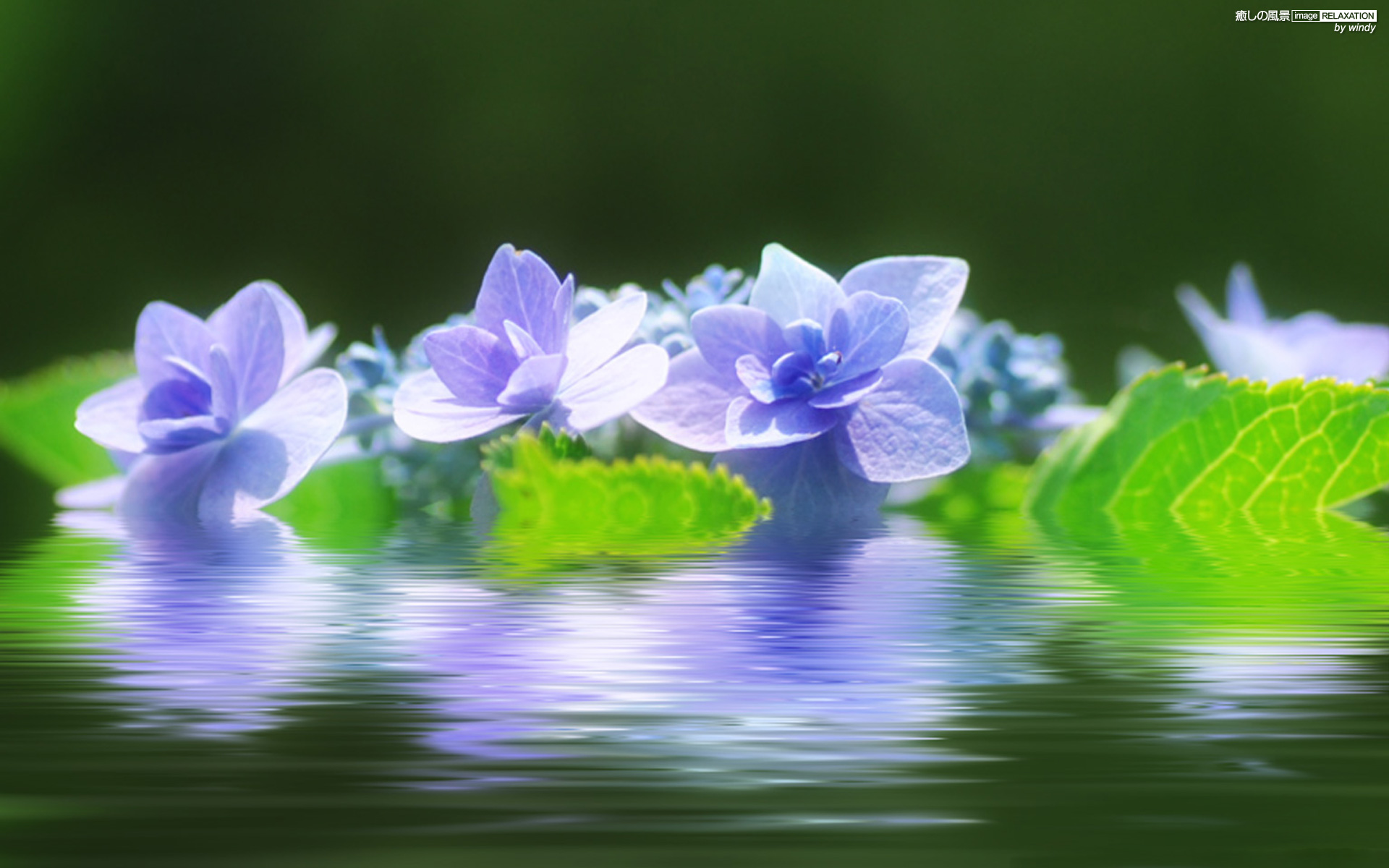 癒しの風景 Image Relaxation 癒し壁紙 水面に浮かぶ紫陽花