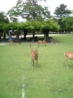 奈良公園3