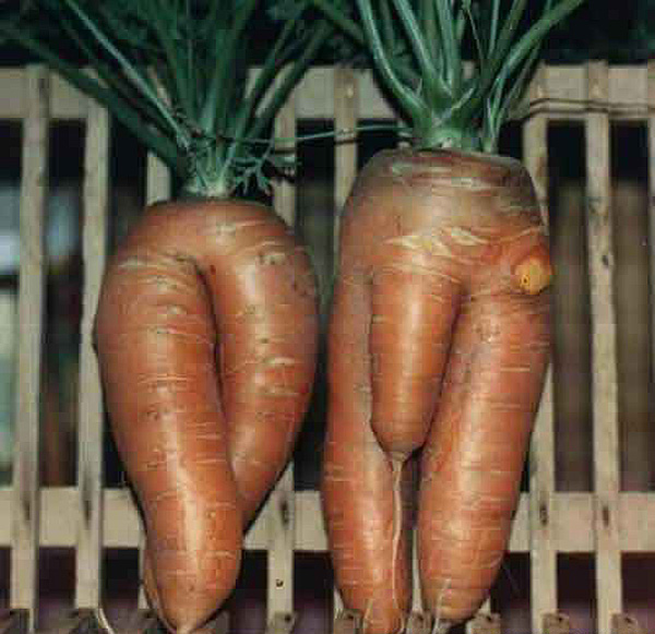 funny-shaped-vegetables.jpg